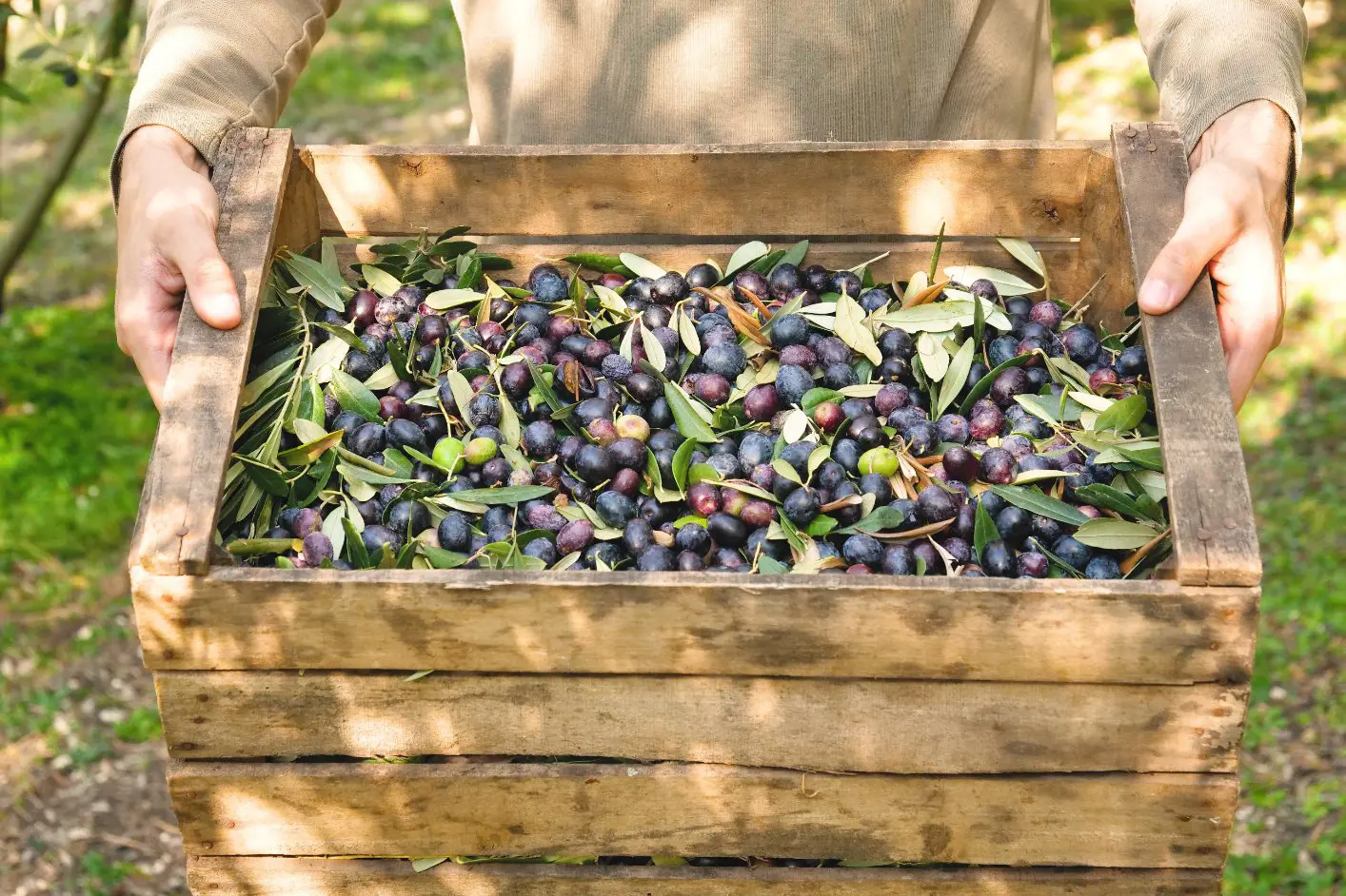 A close up of two hands holding a wooden crate full of Italian green and black olives for olive oil production