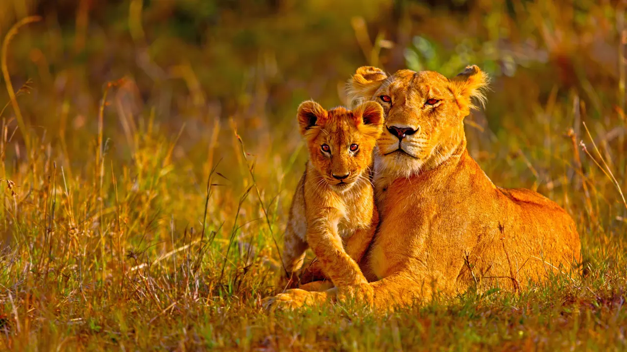 Lioness and cub lying in the grass