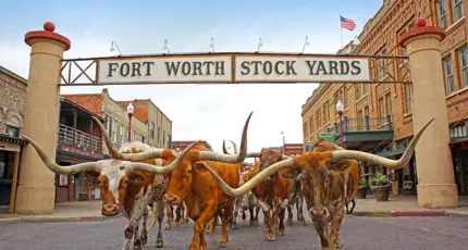 A group of longhorn cattle walking beneath the Fort Worth Stock Yards sign in Texas