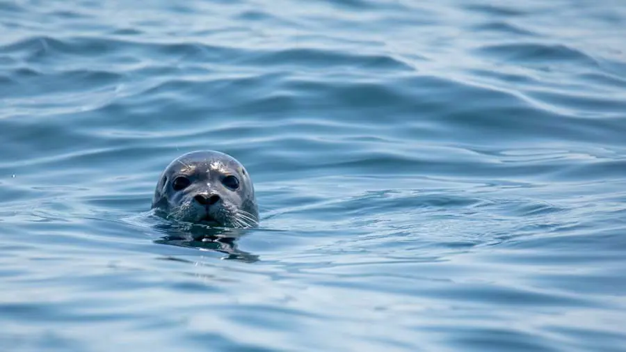A seal's head poking out of the water and looking into the camera