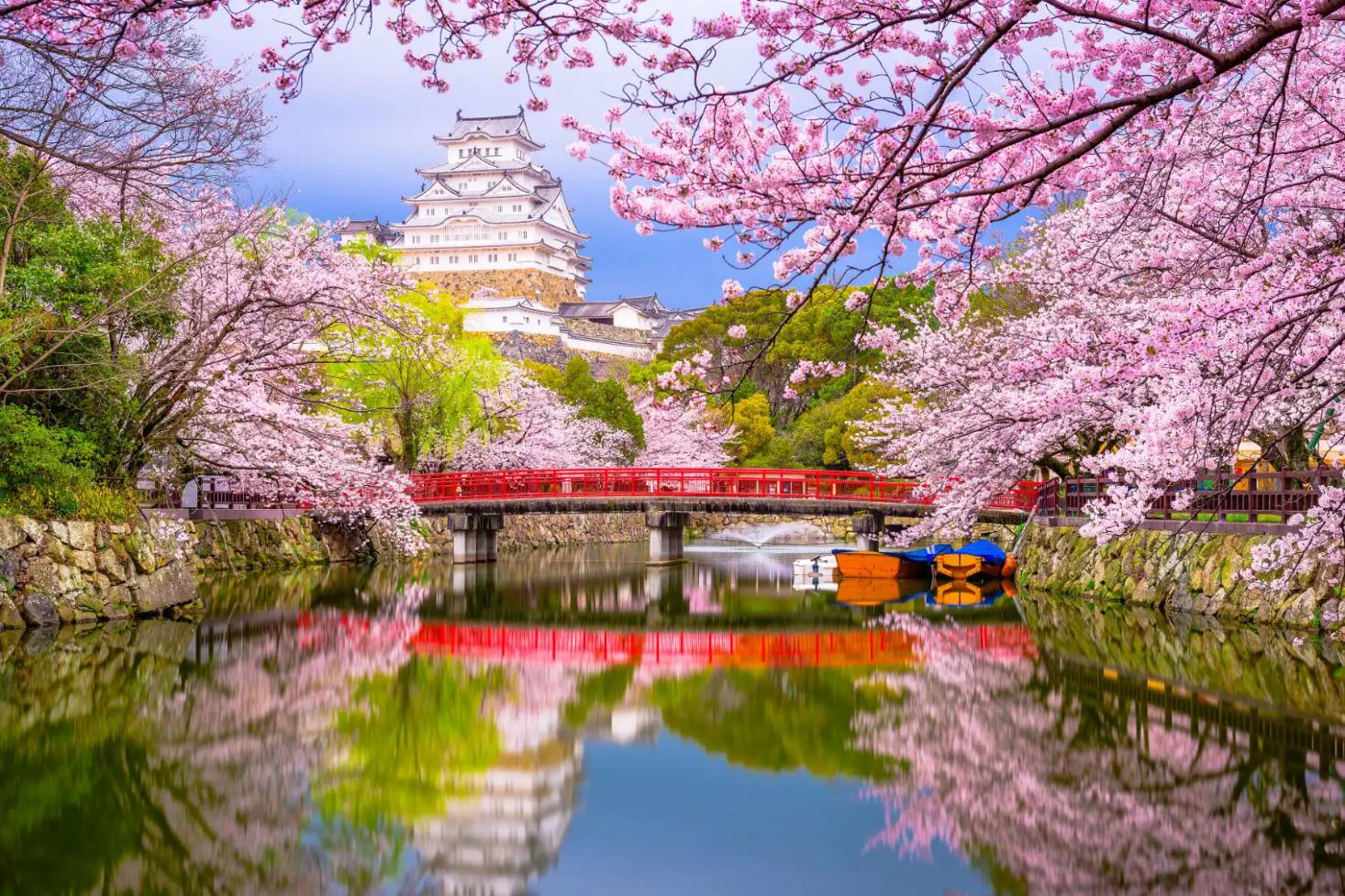 Cherry blossom trees in full bloom in Japan framing a red bridge over a calm river, with Himeji Castle in the background