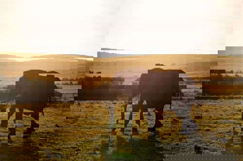 A South African safari