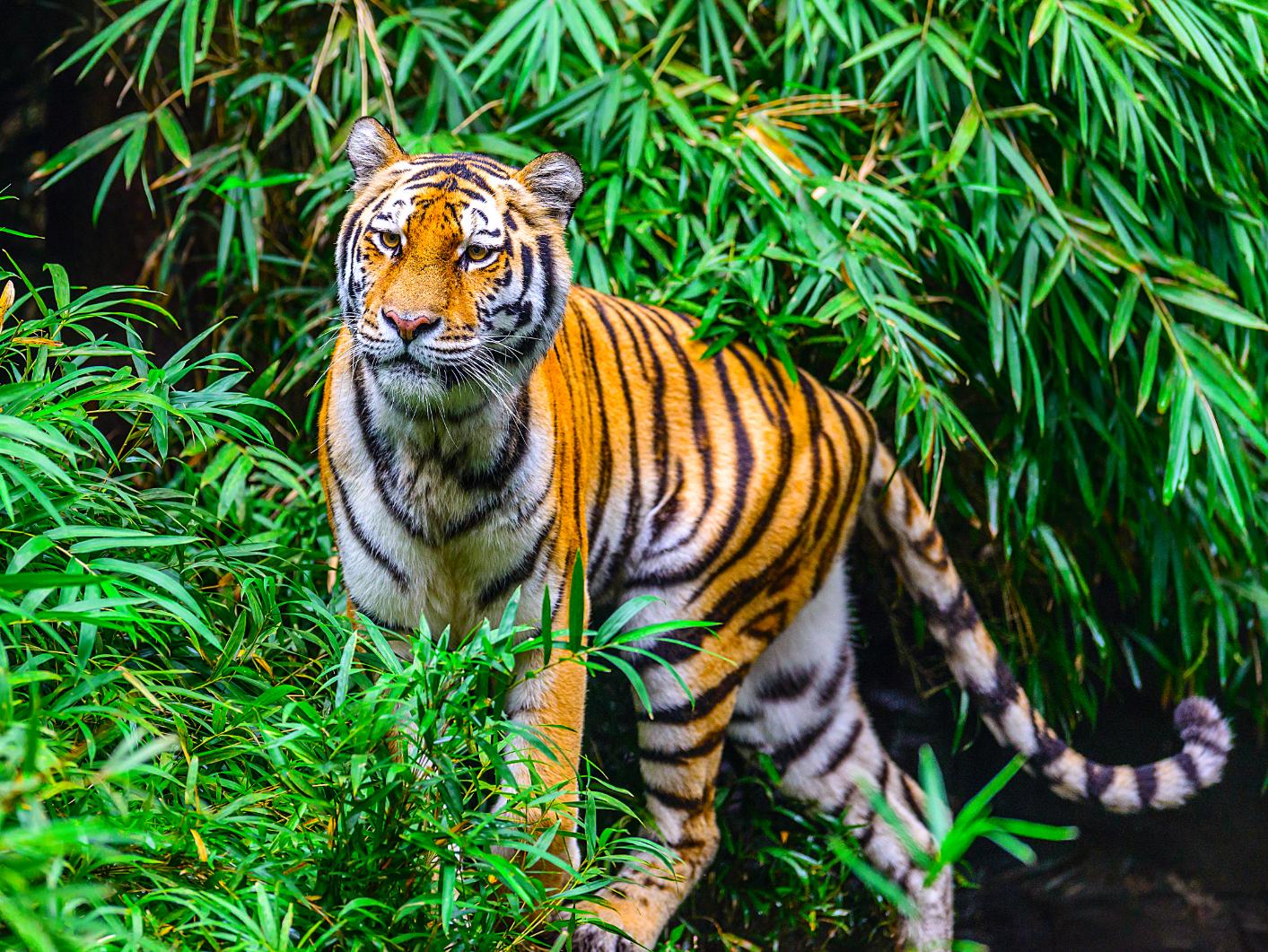 Bengal tiger, Kanha National Park