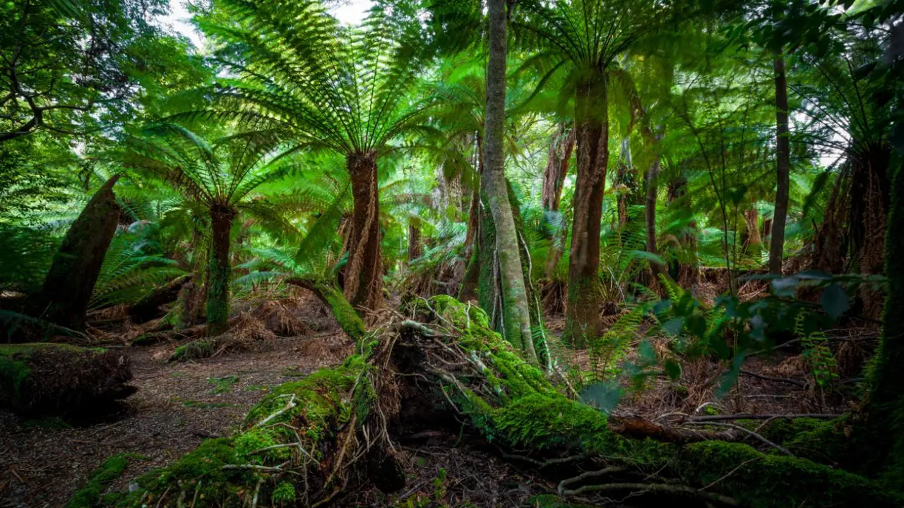 Lush rainforest filled with tall tree ferns and moss-covered logs, dappled with soft natural light in Victoria, Australia