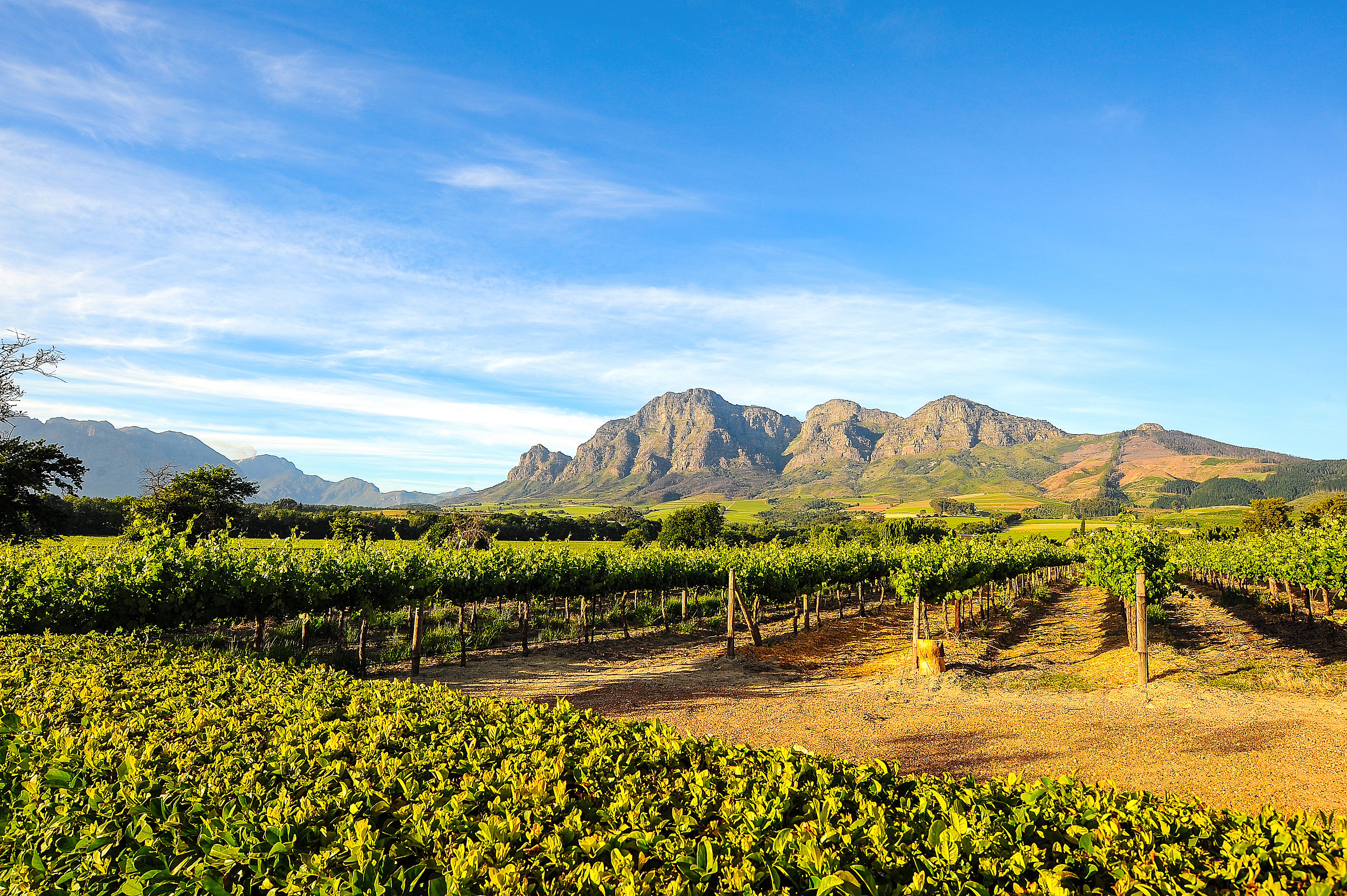 Cape Winelands, South Africa
