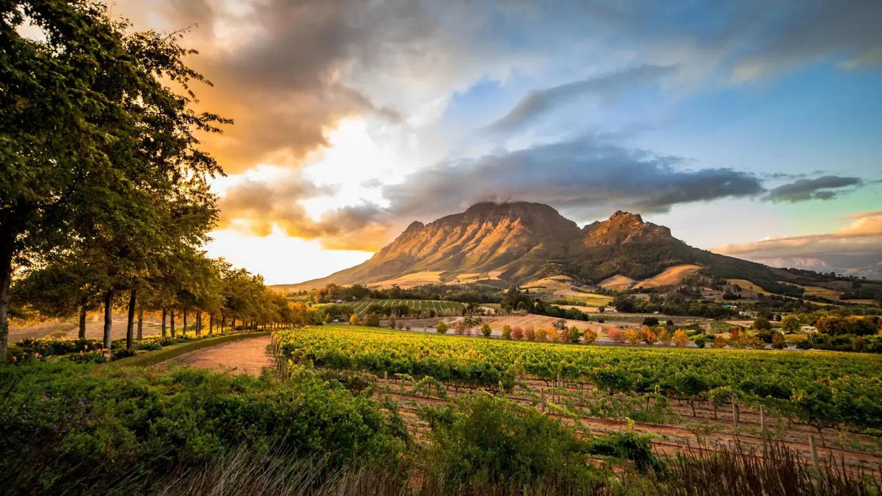 Scenic view of the Winelands in South Africa, with rows of vineyards stretching across rolling hills, framed by mountains under a warm sunset sky