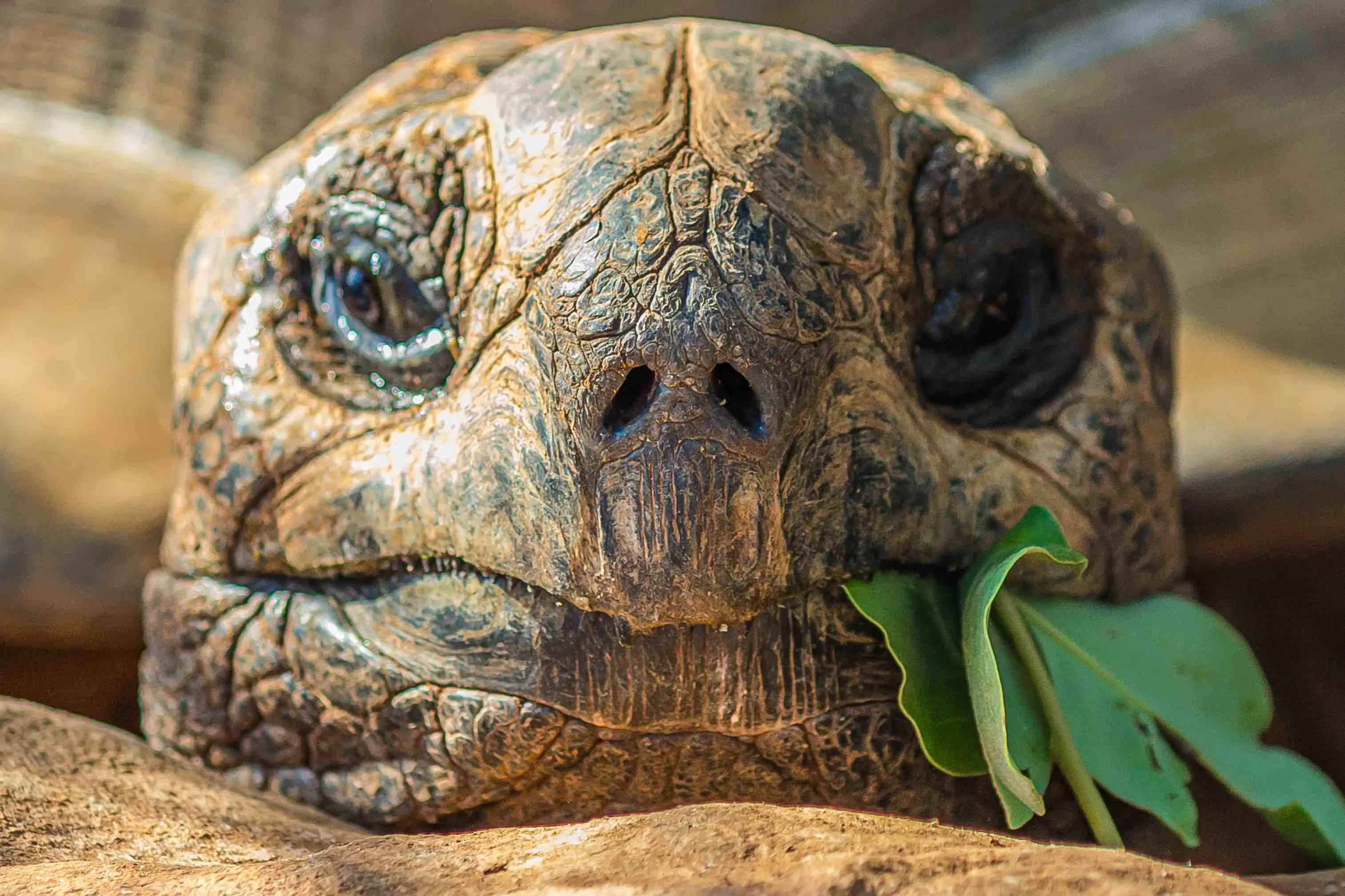 Close up of a giant tortoise, Galápagos Islands