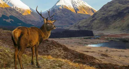 A red deer standing in a glen with snow-capped mountains in the distance in the Scottish Highlands