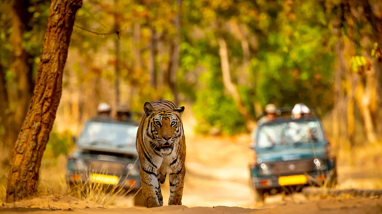 Bengal tiger jeep safari, Bandhavgarh National Park