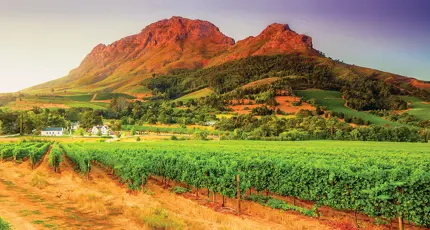 South Africa vineyard 