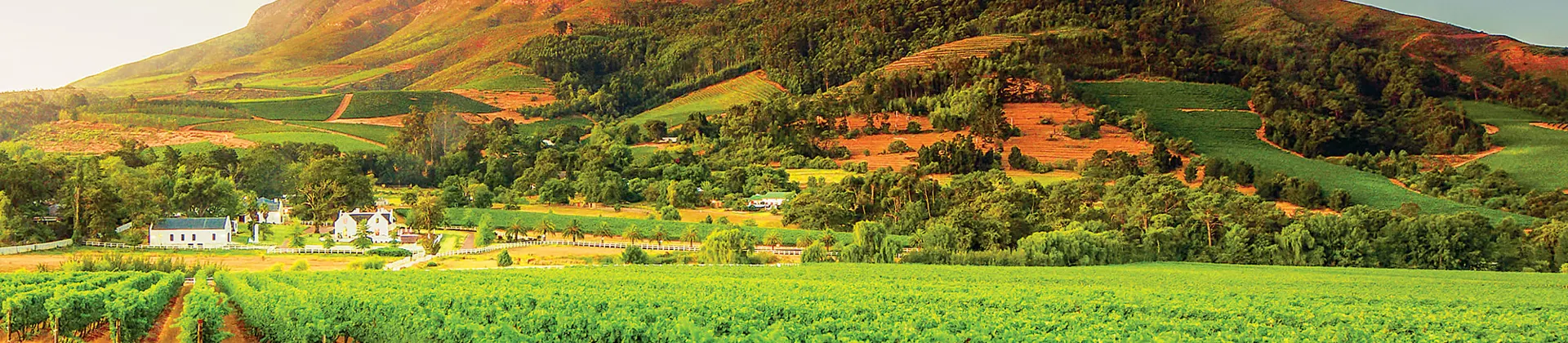 South Africa vineyard 