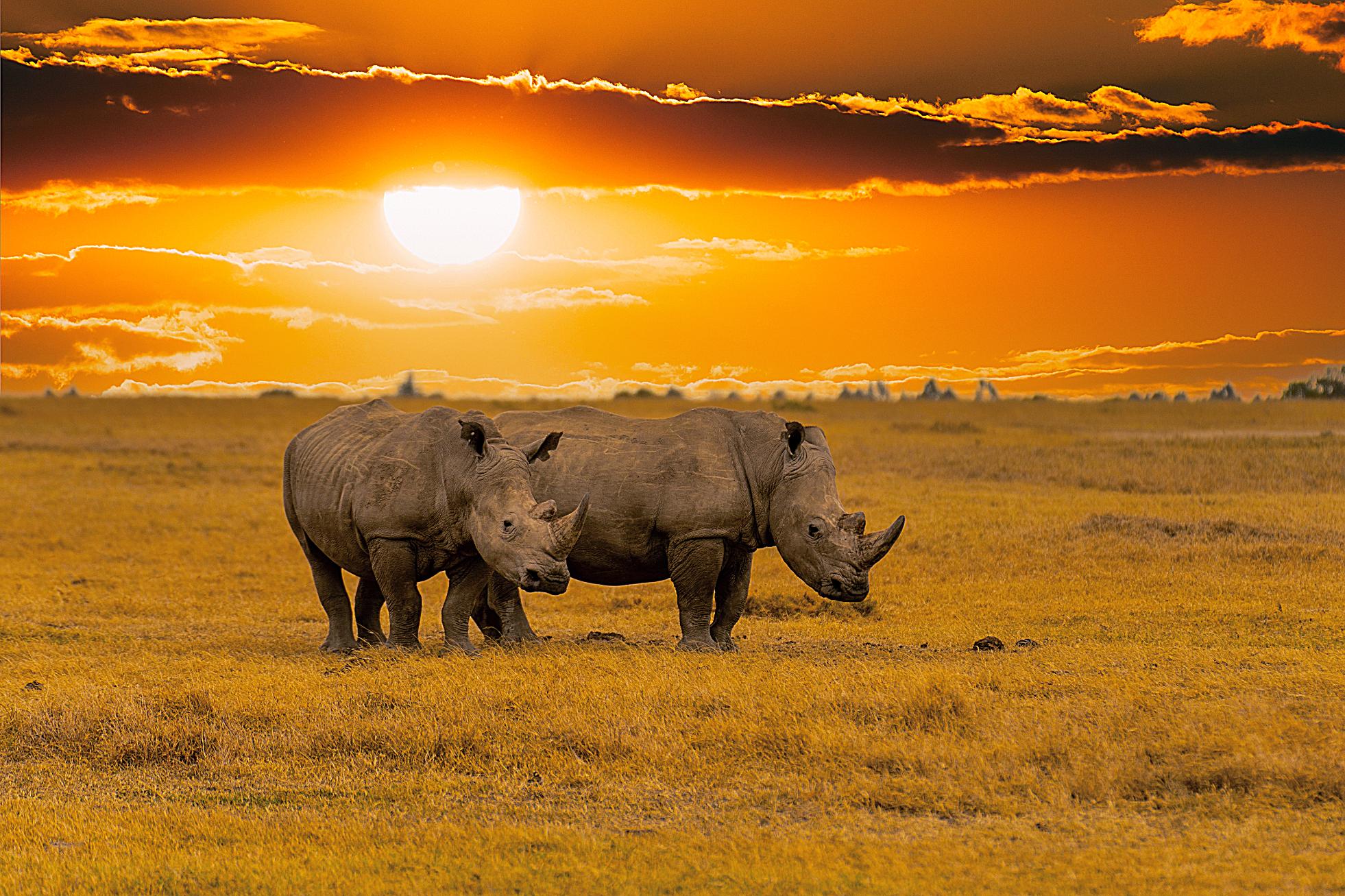 Sh 2123121206 Rhino In Kruger
