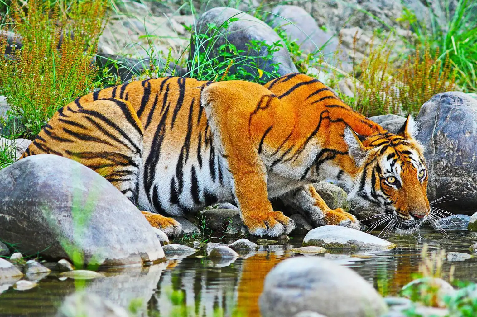 A Bengal tiger drinking from a stream, surrounded by rocks and greenery in Chitwan National Park, Nepal