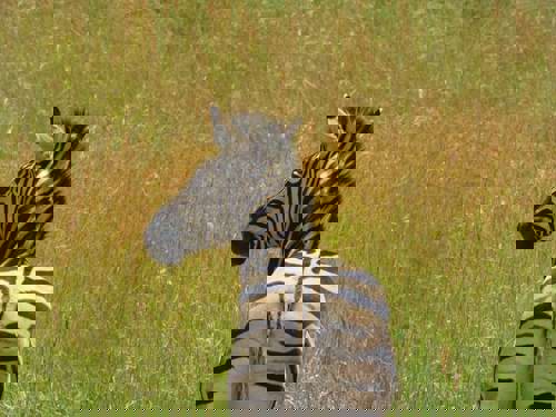 Staff Trip To A South African Safari Holiday with Newmarket Holiday