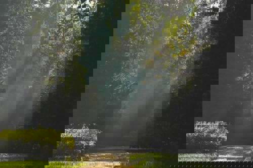 Japan: Forest bathing