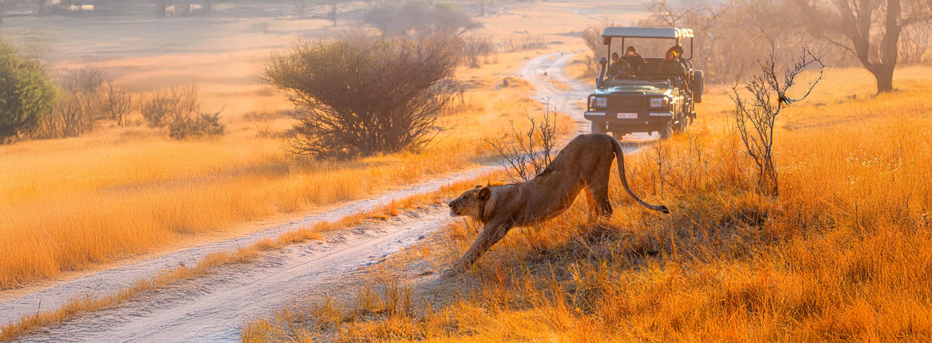 Game Drive, Hwange National Park, Zimbabwe