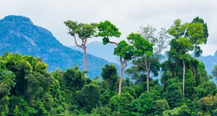 A view of the Amazon rainforest with mountains in the background