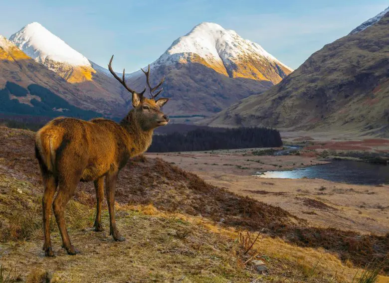Gettyimages 1149357705 Fort William Stag (1)