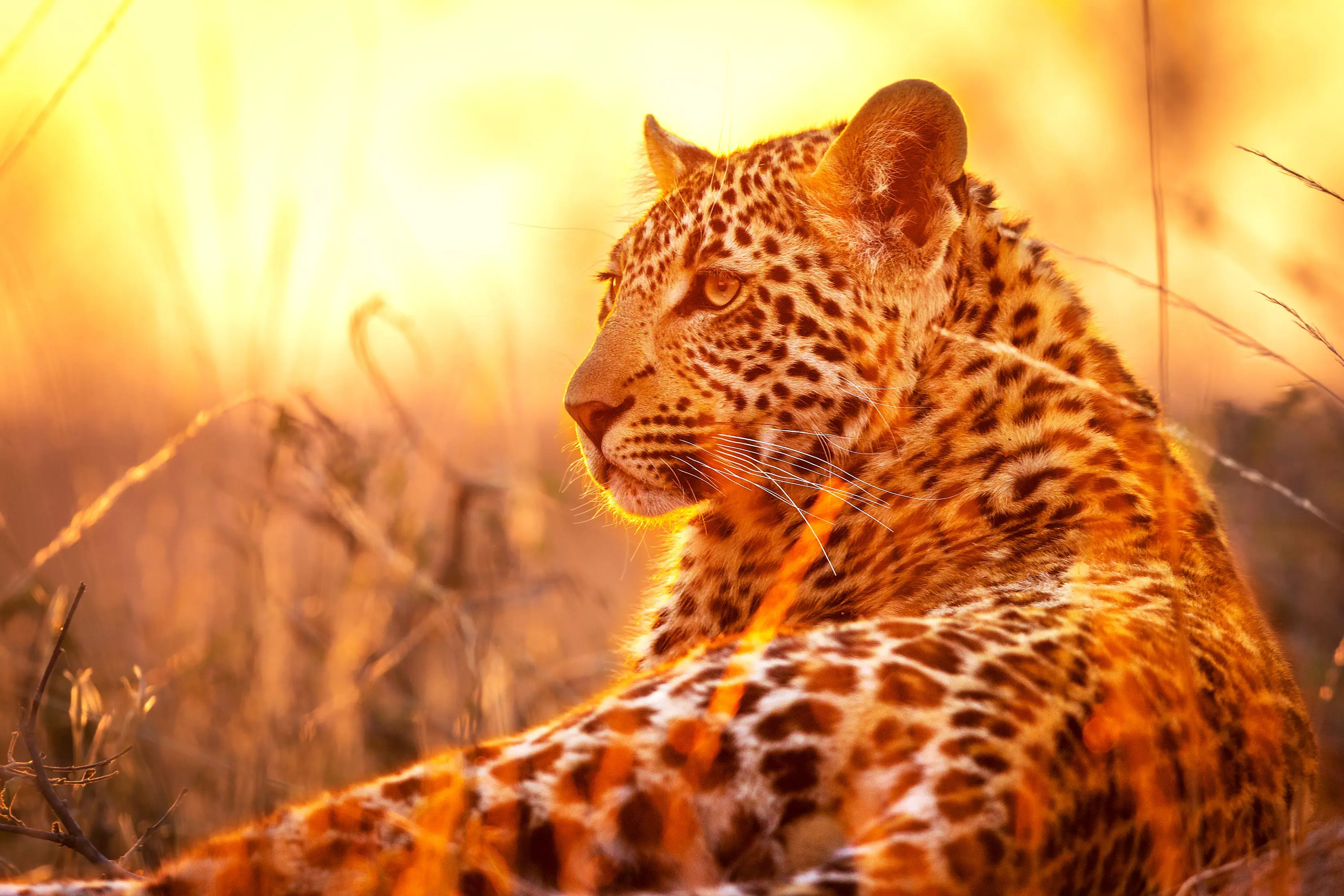 Sh 1058230457 African Leopard