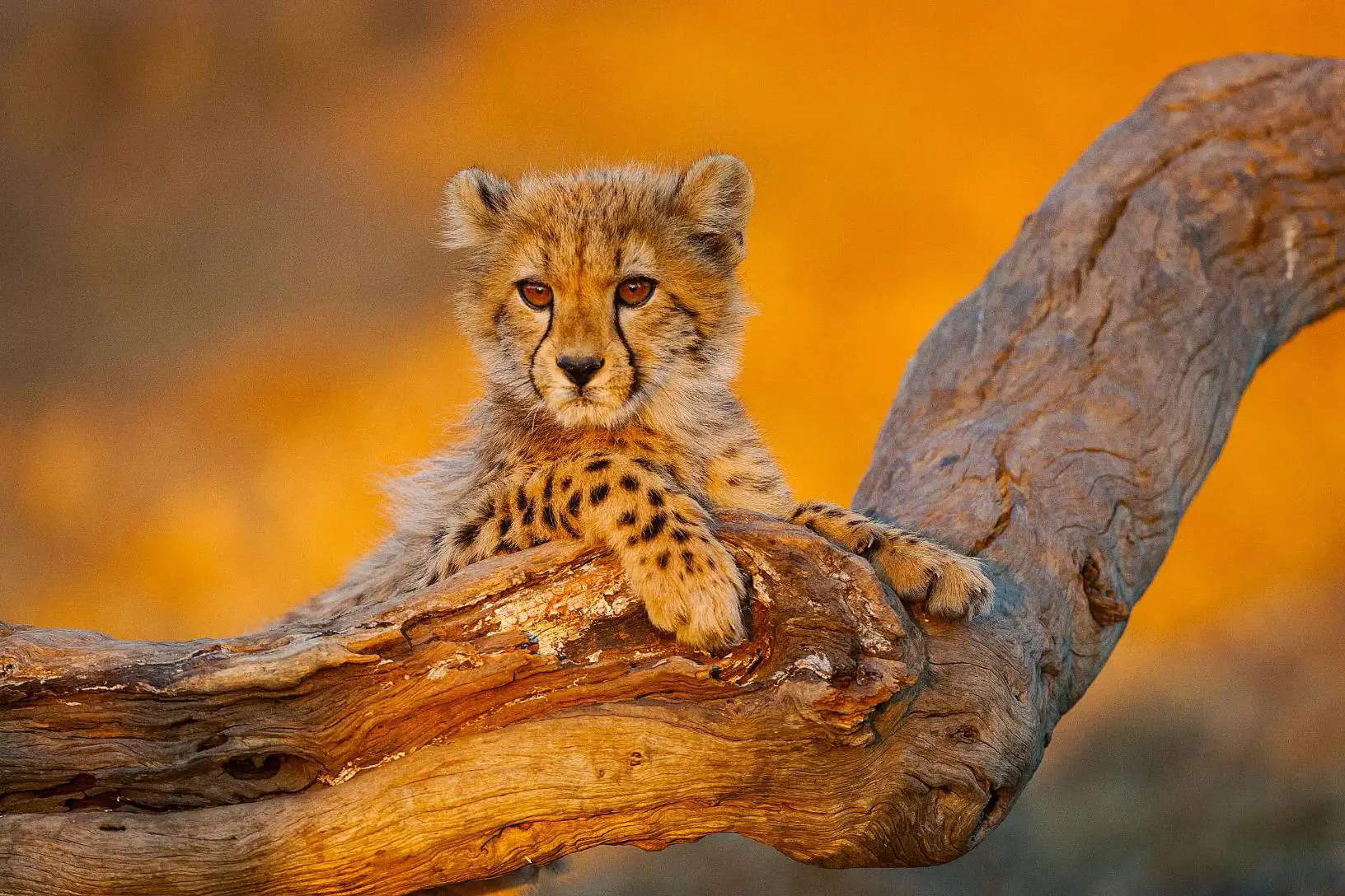Close-up of a baby cheetah cub leaning its front paws on a branch, bathed in golden light, highlighting its soft spotted fur and curious expression