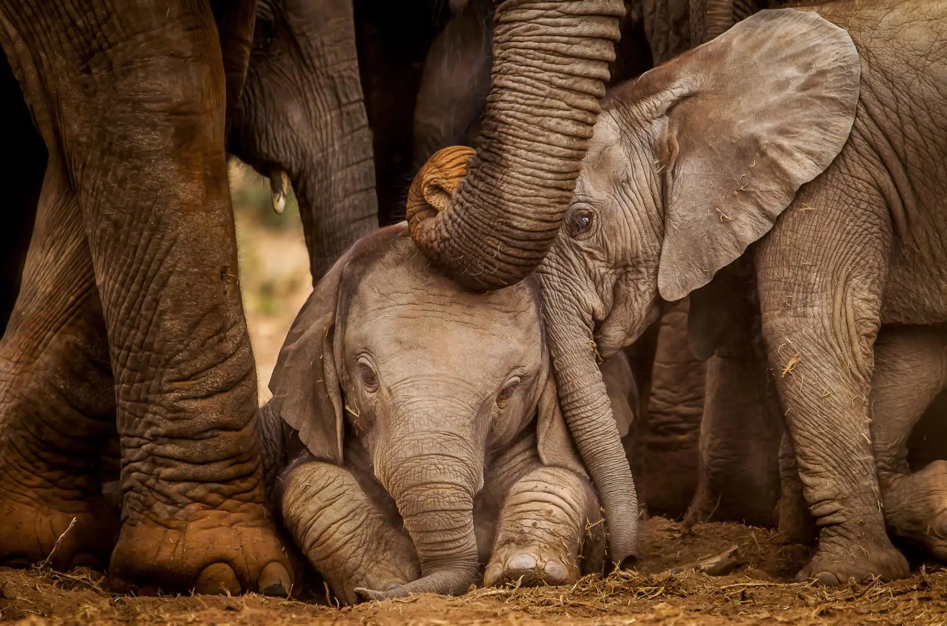 Two baby African elephants huddle closely beneath the gentle trunks of their protective herd