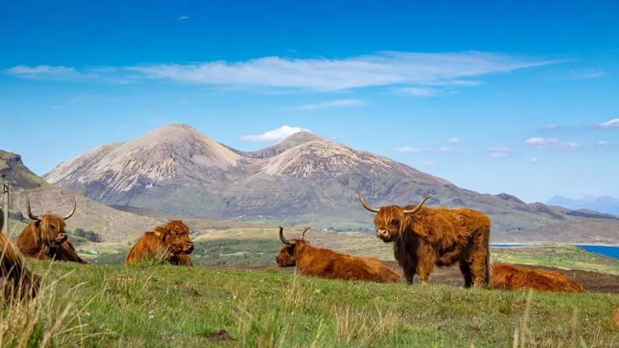 A group of Highland cows in the mountains, four lying down on the grass and one standing