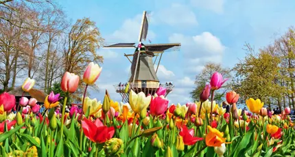 Colourful tulip beds at Keukenhof, Netherlands, with a traditional windmill in the background