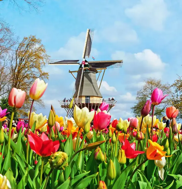 Colourful tulip beds at Keukenhof, Netherlands, with a traditional windmill in the background