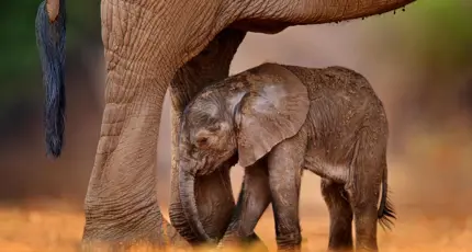 Sh 1952222893 African Elephant And Baby