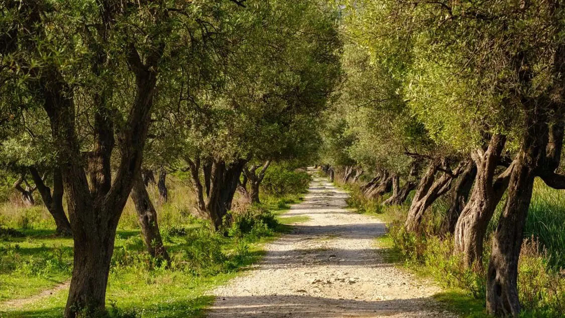 Pathway through an olive grove in Pompeii