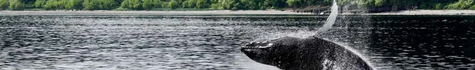 Gettyimages 562437743 A Juvenile Humpback Whale Canada