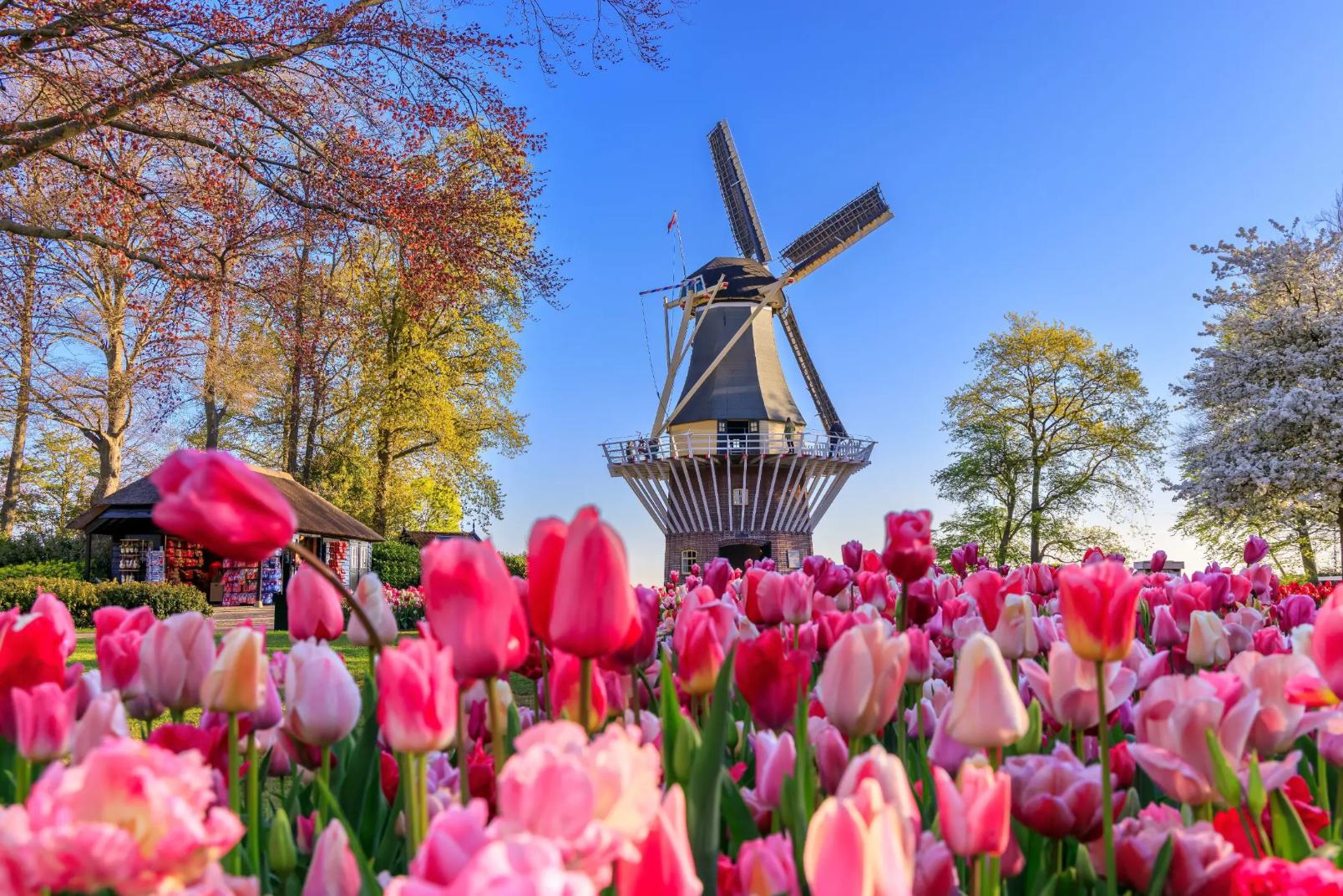 A traditional windmill near Amsterdam stands tall behind a vibrant field of pink tulips, with colourful trees adding depth to the background