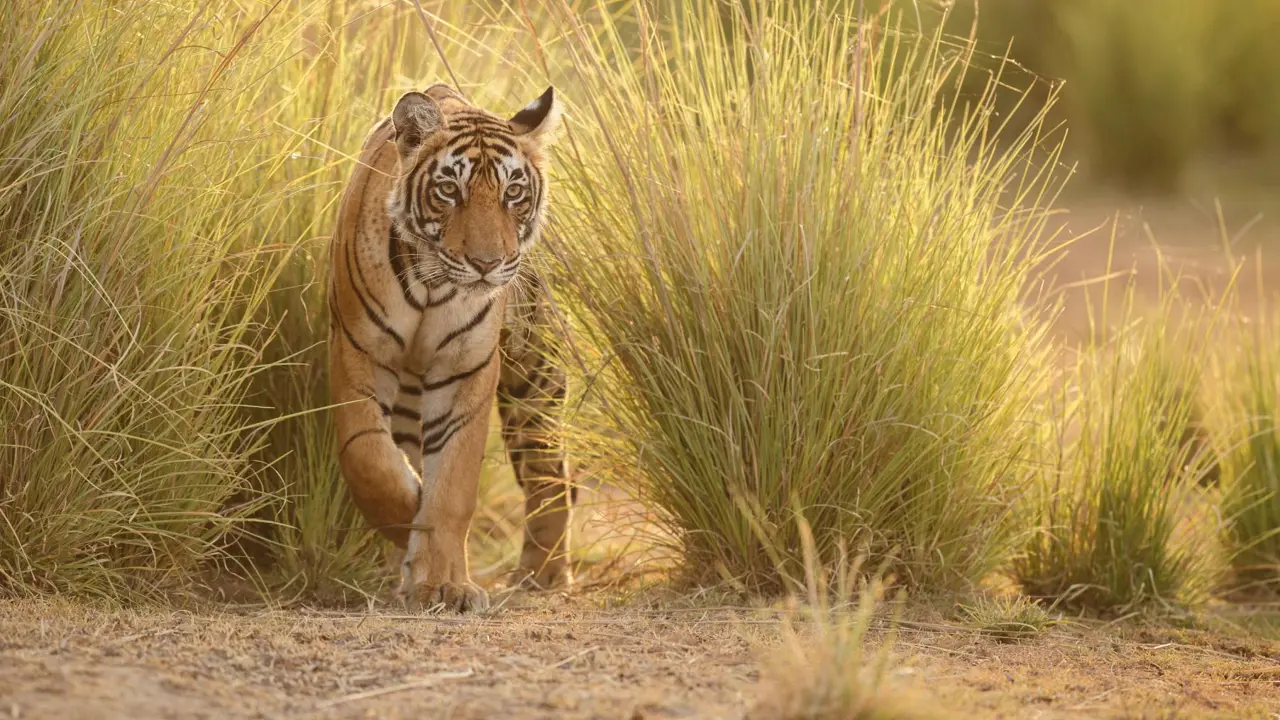 A Bengal tiger walking through tall golden grass in Ranthambore National Park in India