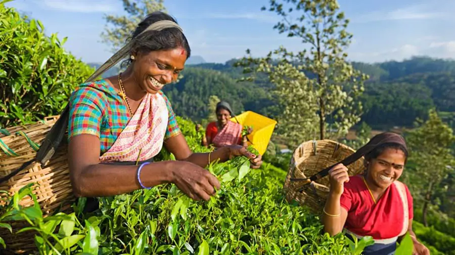 Tea Plantation Sri Lanka