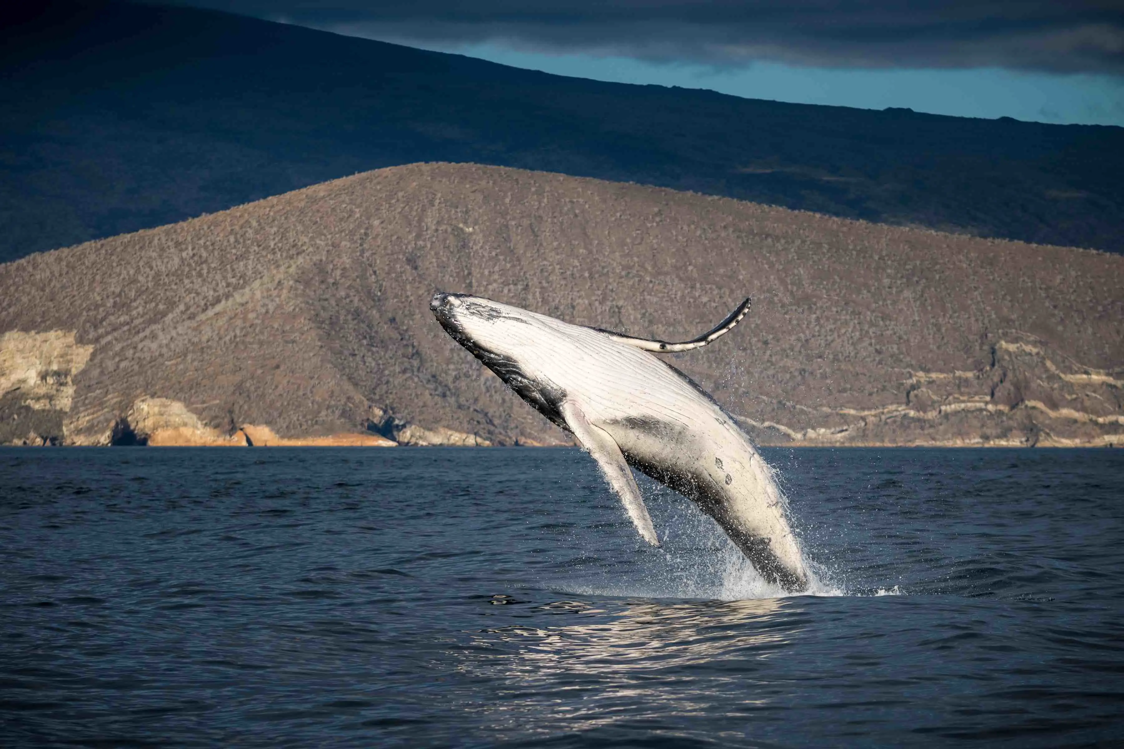 Whale breaching, Galápagos Islands