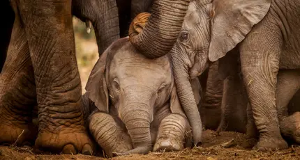 Two baby African elephants huddle closely beneath the gentle trunks of their protective herd