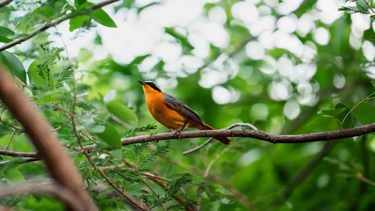 A white-browed robin-chat perched on a branch in lush greenery, its vibrant orange breast and striking white eyebrow clearly visible.