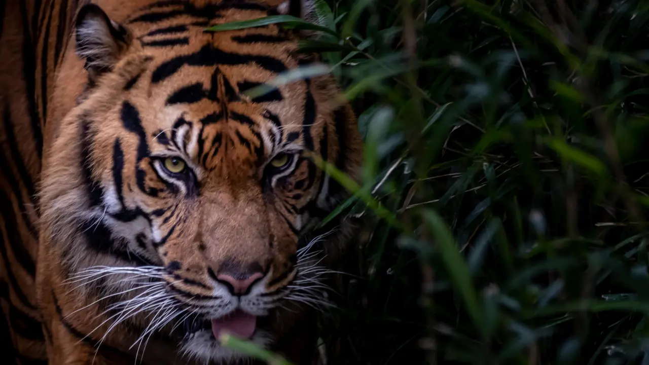 A close-up of a Bengal tiger in the forest in Ranthambore National Park, India