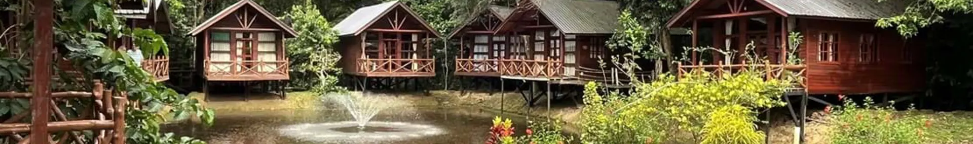 Staff Stories The rainforests and orangutans of Borneo