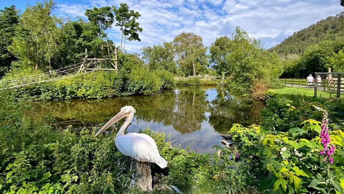 Shot of Curraghs Wildlife Park, with a pelican infront of a pond, lots of trees and greenery