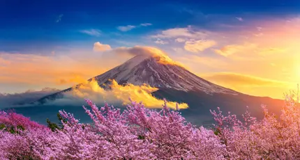 Mount Fuji in the warm glow of an orange sunset, with soft clouds drifting across the sky and pink cherry blossoms in full bloom framing the foreground