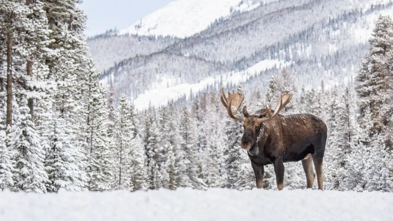 A solitary moose standing in deep snow within a forested area, with mountains rising in the background in Jasper, Canada