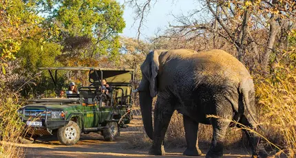 Tourists observing an elephant on a game drive in Mabula Game Reserve, South Africa 
