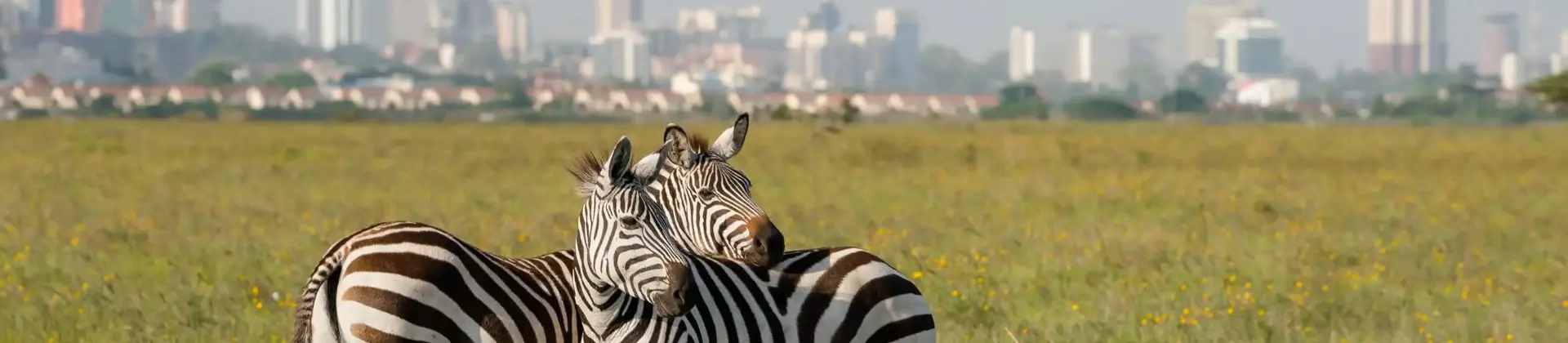 Two zebras standing close together in the grassy plains of Nairobi National Park, with the modern skyline of Nairobi, Kenya visible in the background