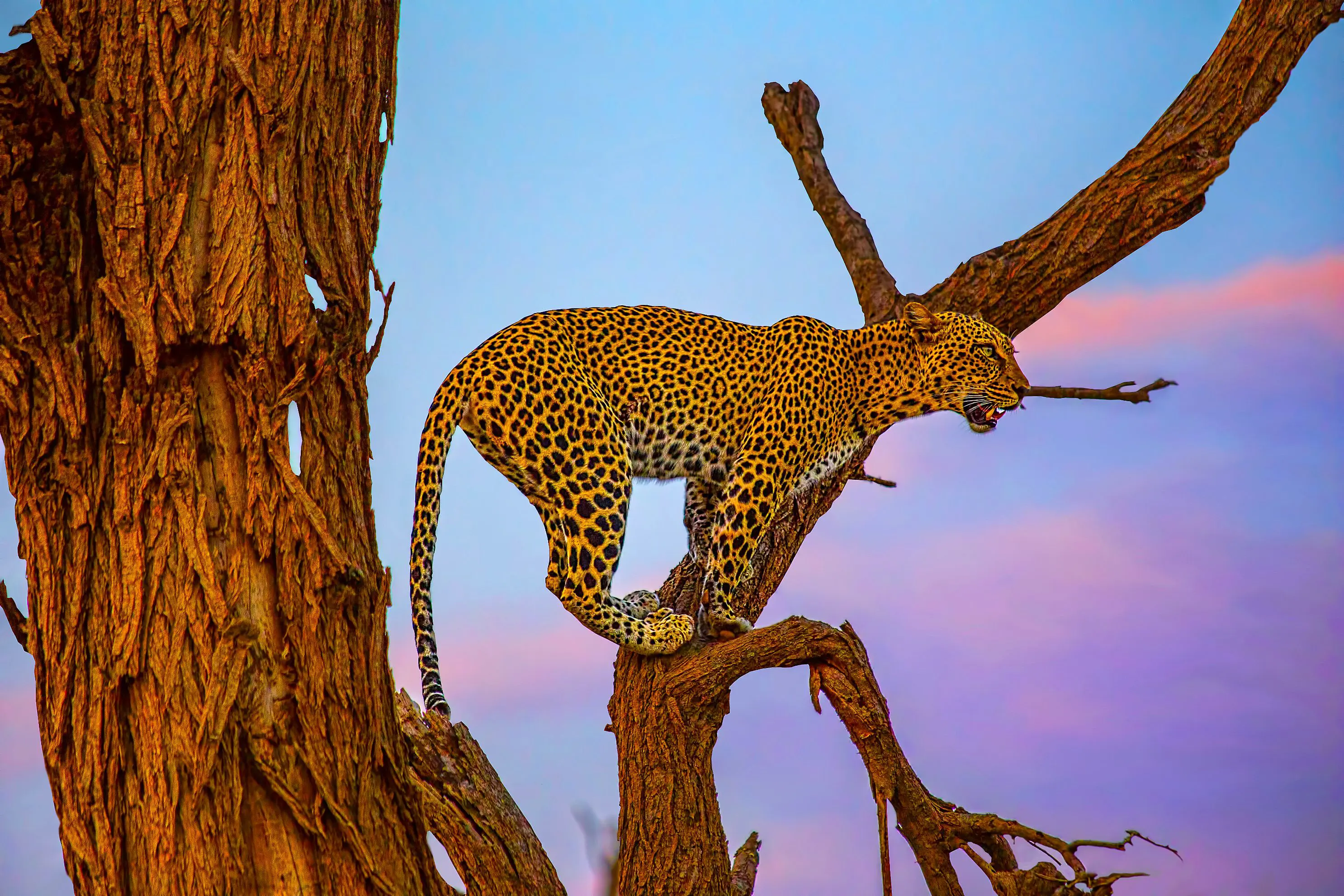 Leopard on Tree in Samburu National Reserve
