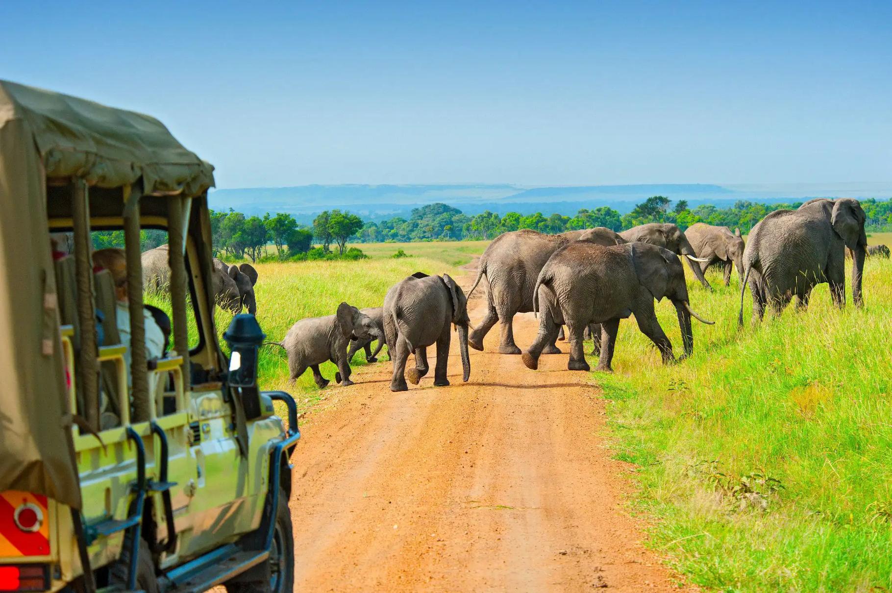 A group of elephants crossing a dirt road in the Maasai Mara, Kenya, with tourists observing from a safari vehicle in the foreground