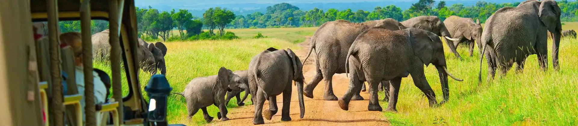 A group of elephants crossing a dirt road in the Maasai Mara, Kenya, with tourists observing from a safari vehicle in the foreground