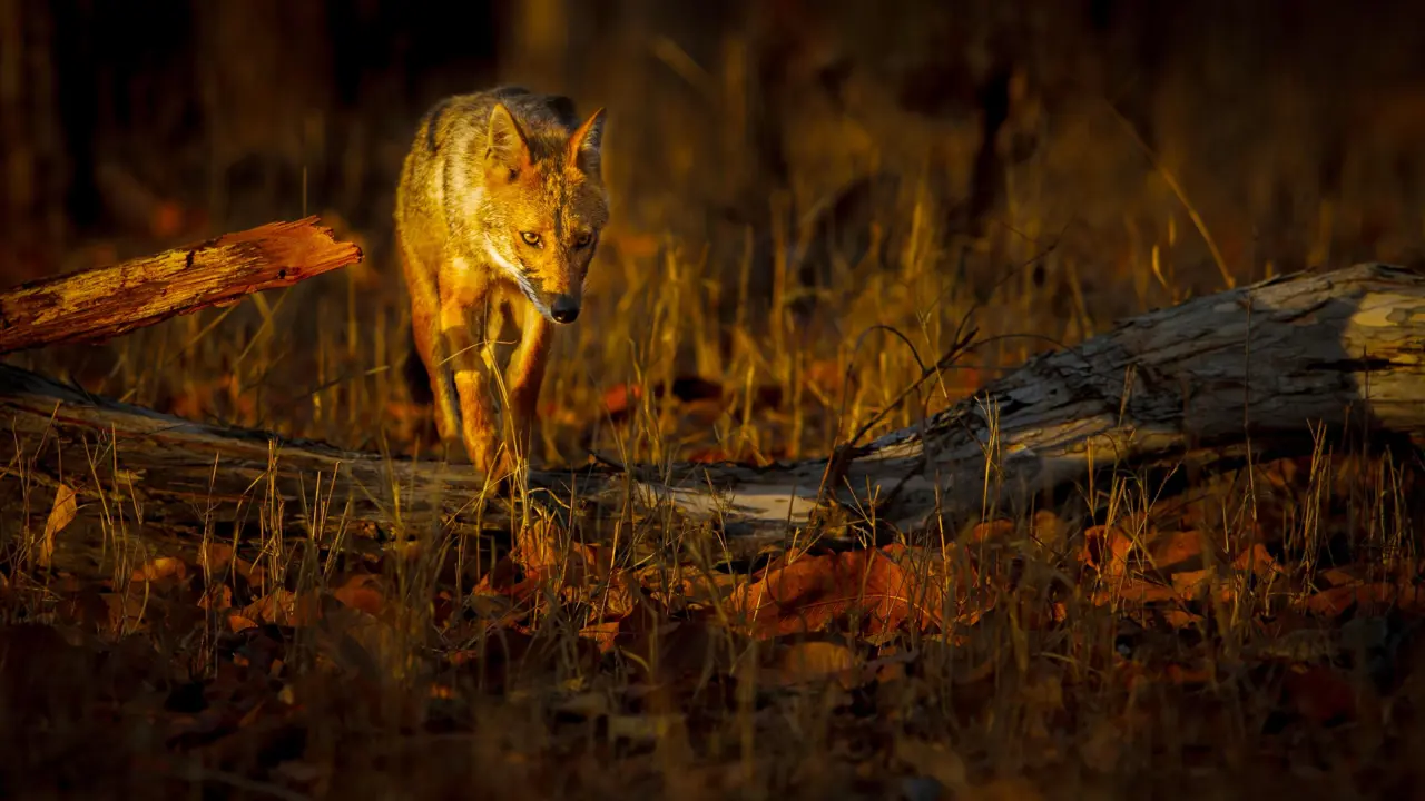 Golden jackal, Pench National Park