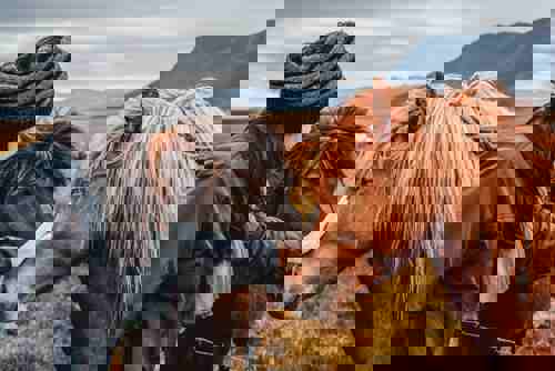 See Icelandic horses at a local stable