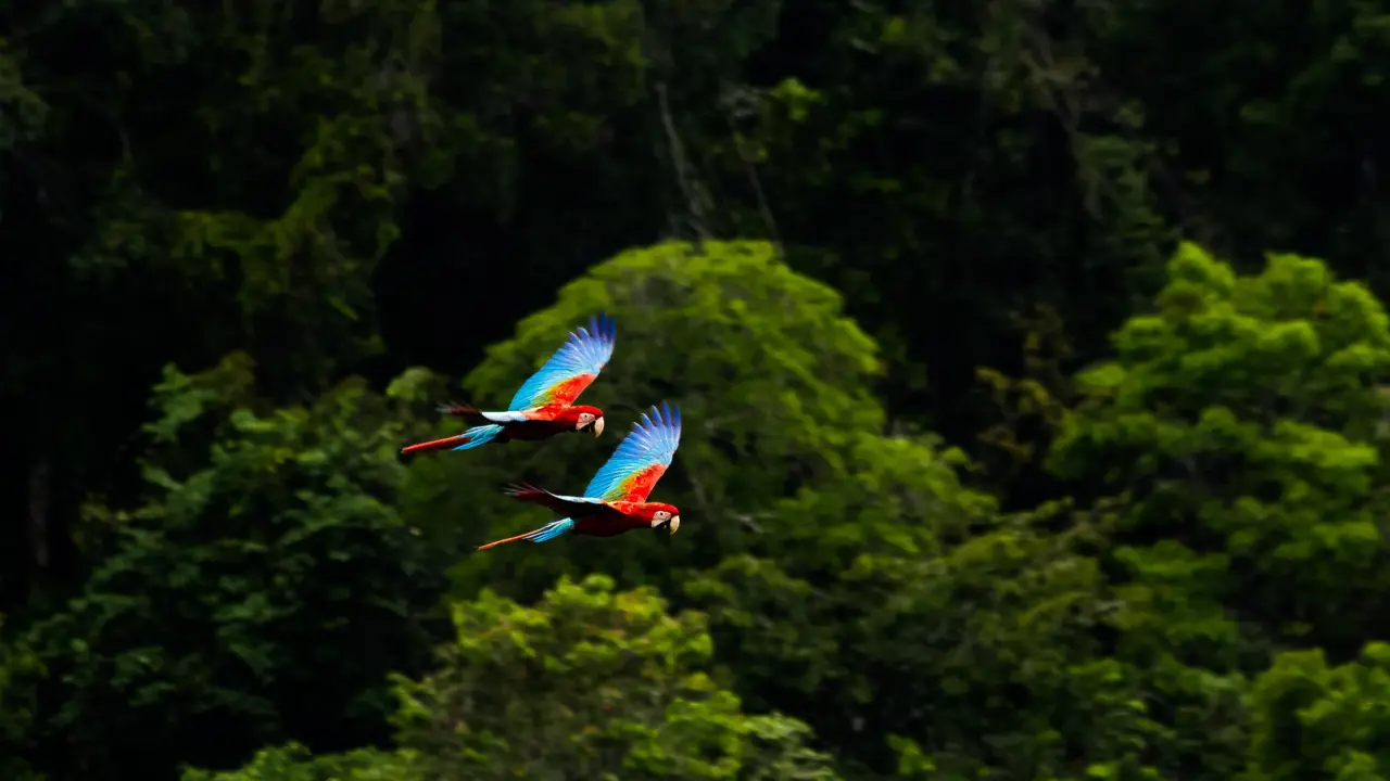 Two wild Red Macaws in flight over the Amazon rainforest
